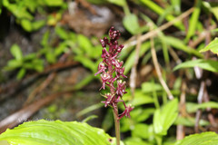 Liparis atropurpurea